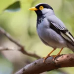 Spiritual Meaning of Noisy Miner Bird