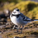 Spiritual Meaning of Wagtail Bird