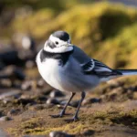 Spiritual Meaning of Wagtail Bird