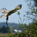 Spiritual Meaning of Hawk Carrying a Snake