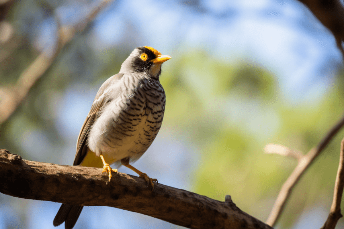 Spiritual-Meaning-of-Noisy-Miner-Bird-forklaring